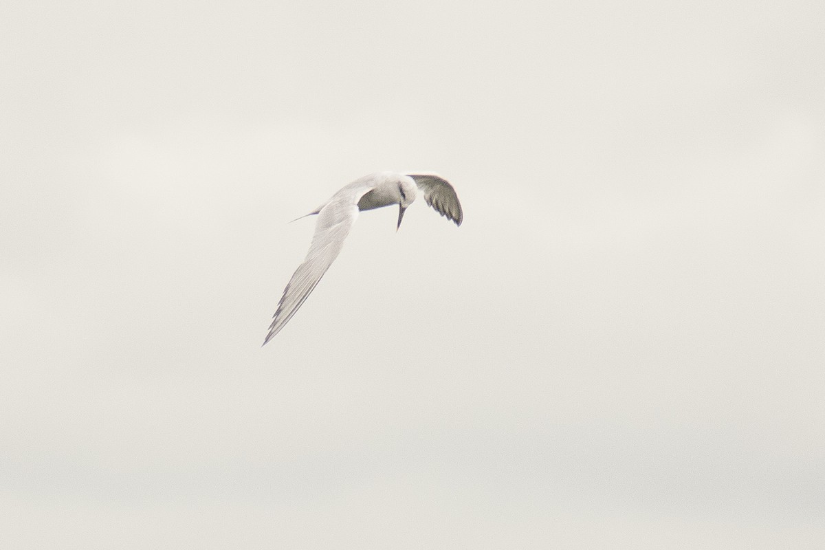 Snowy-crowned Tern - ML142580131