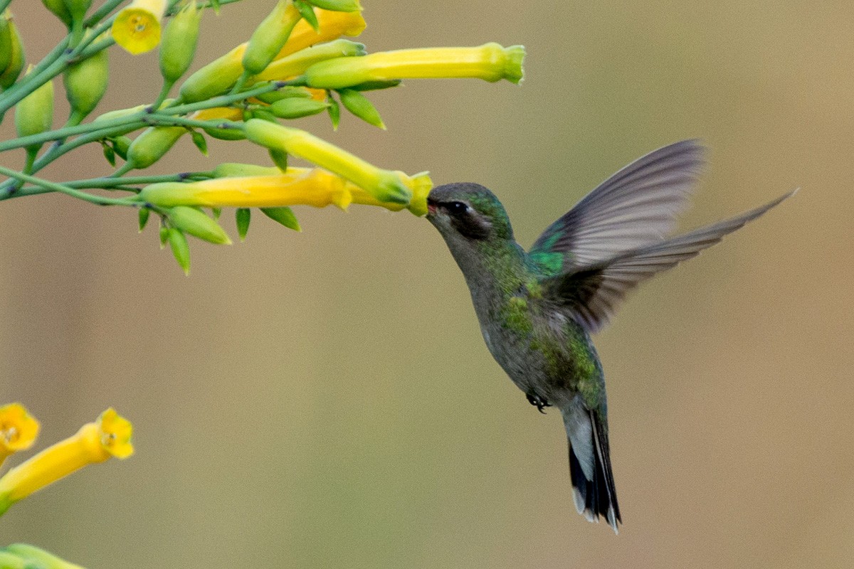 Broad-billed Hummingbird - Juan Miguel Artigas Azas