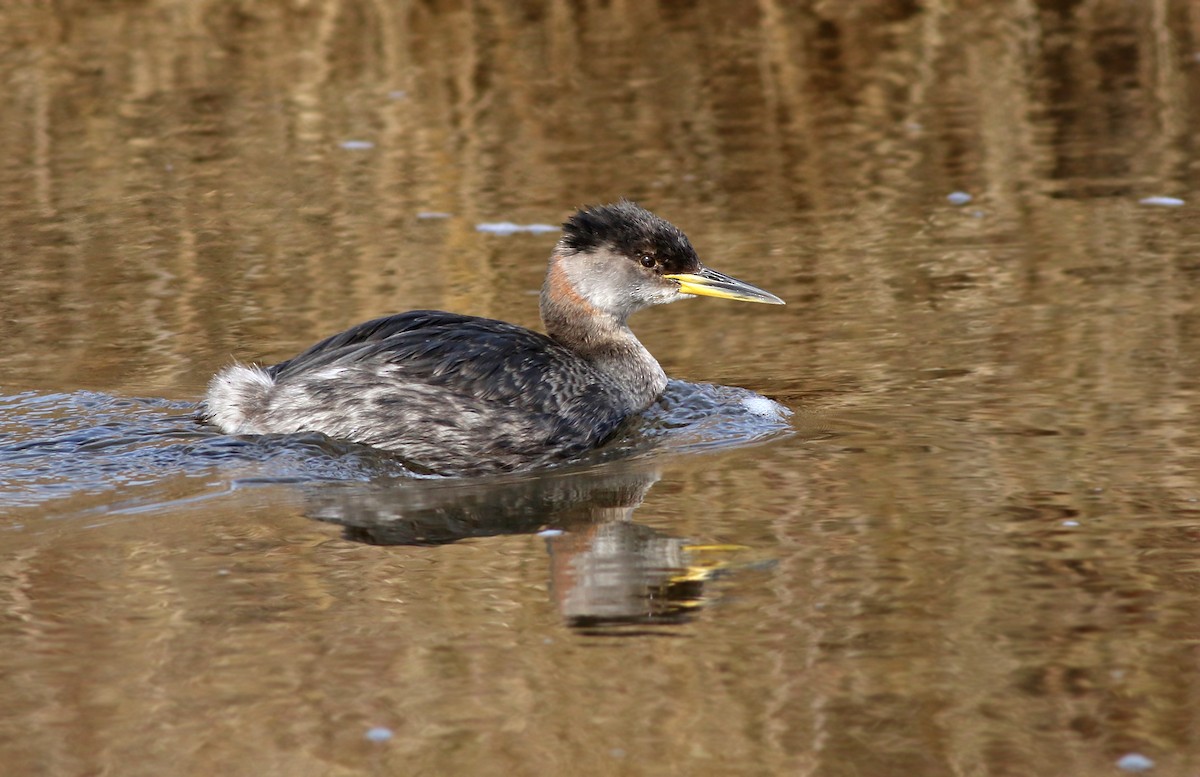 Red-necked Grebe - ML142583281