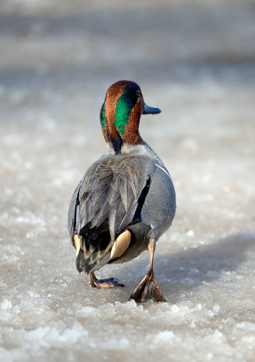 Green-winged Teal - ML142585341