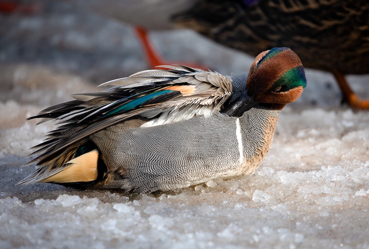 Green-winged Teal - ML142585381
