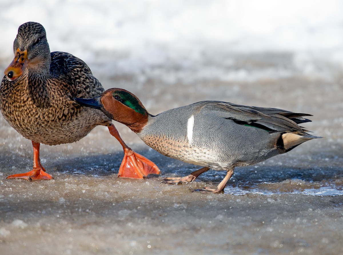 Green-winged Teal - ML142585391
