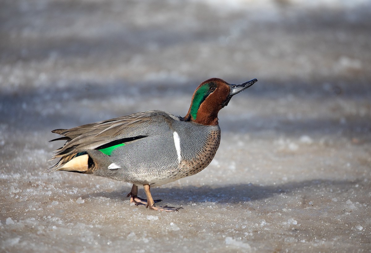 Green-winged Teal - Suzanne Labbé