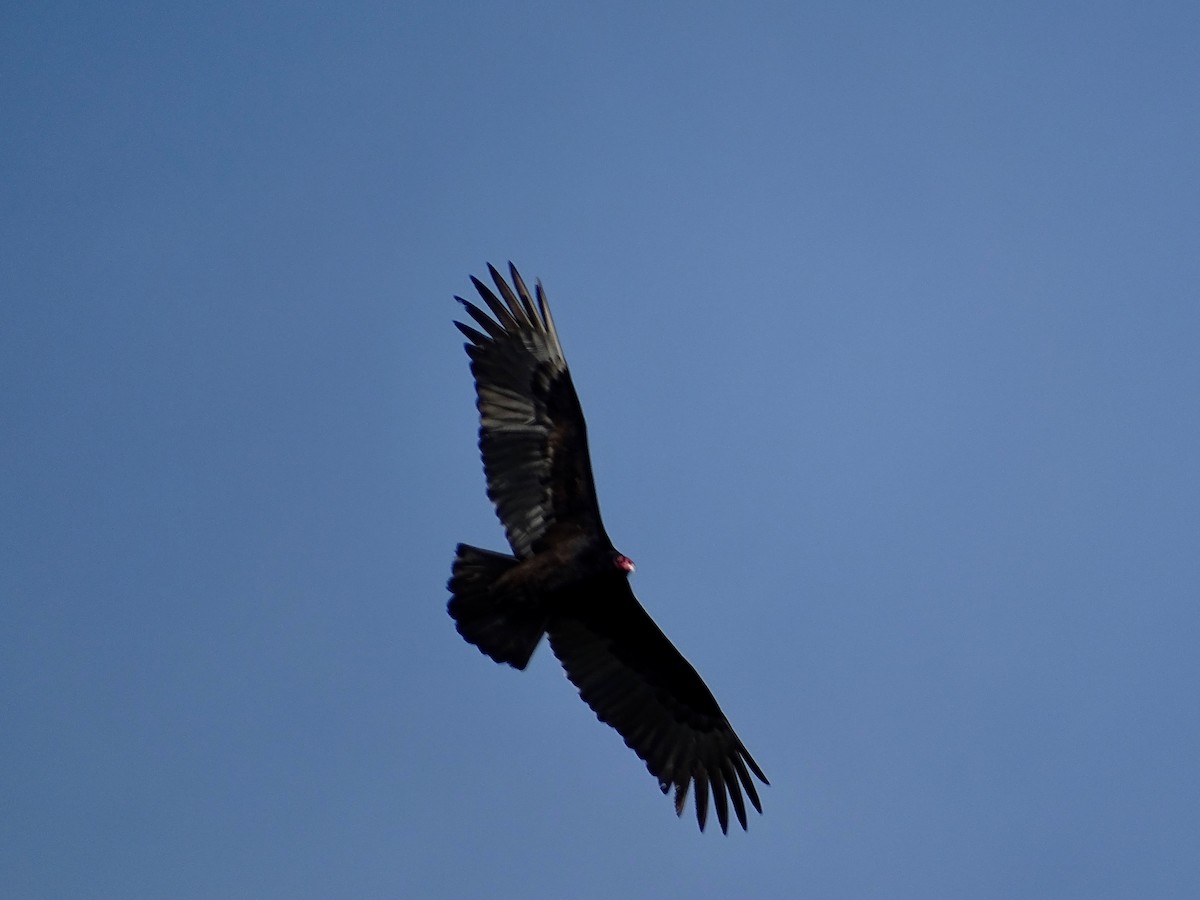 Turkey Vulture - Jeffrey Roth