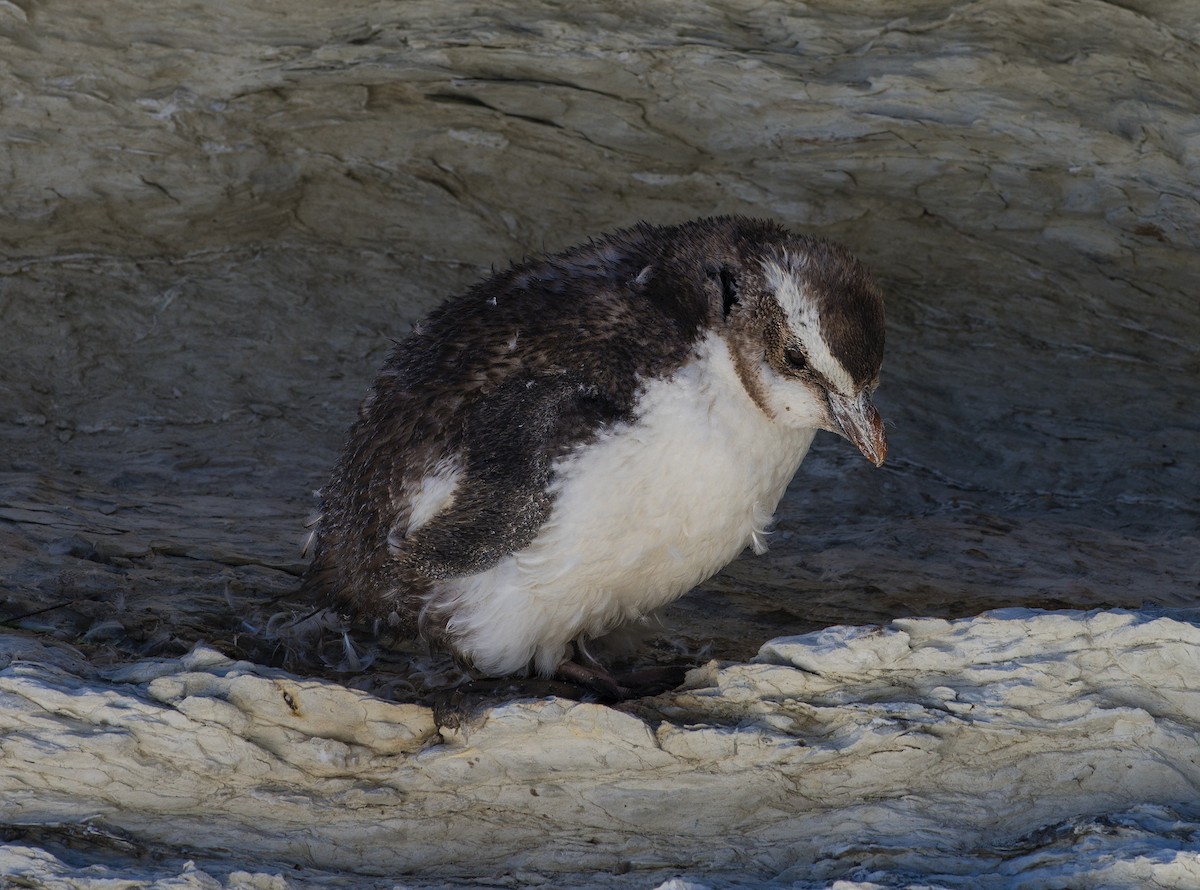 Fiordland Penguin - Ian Routley