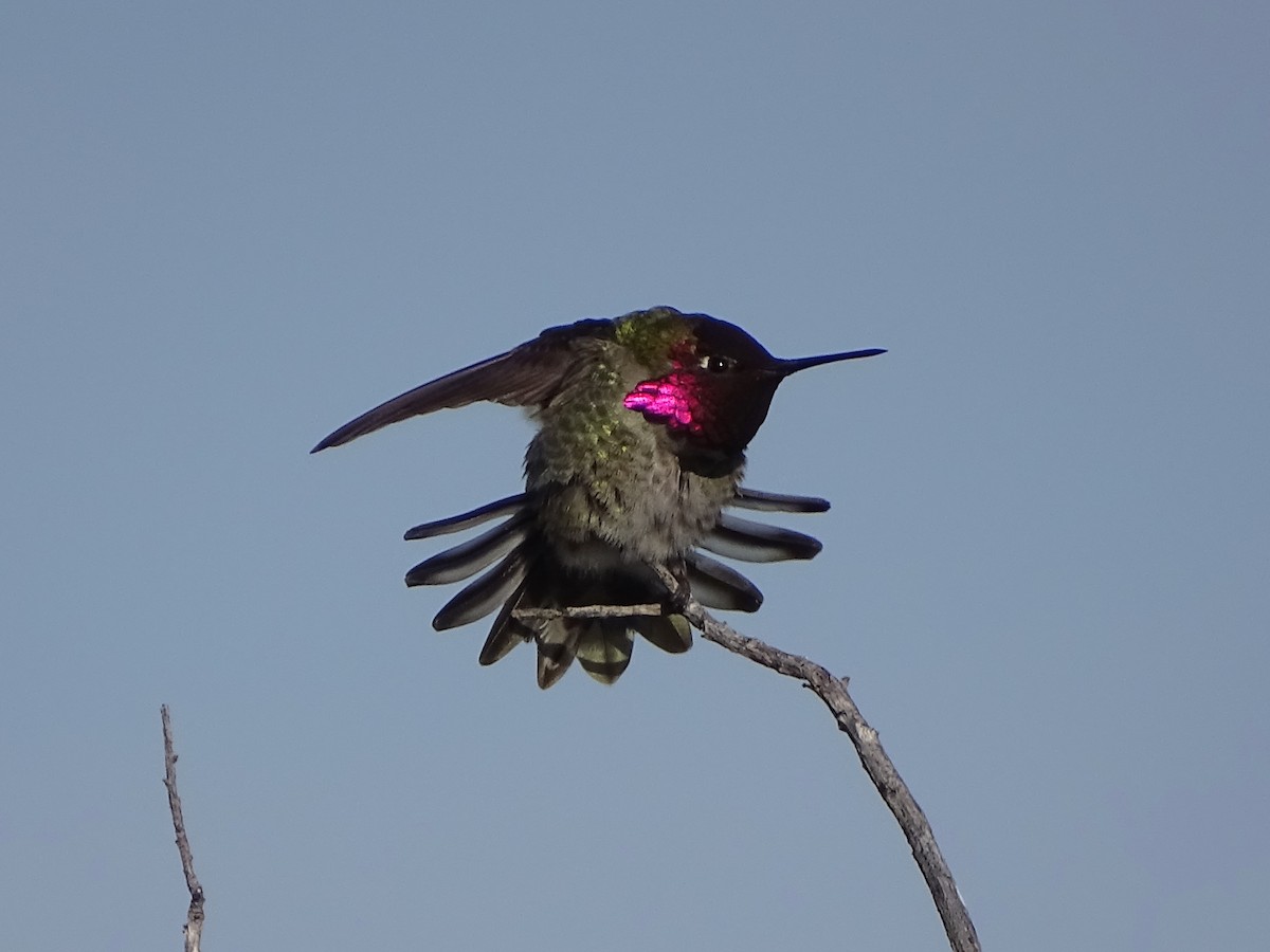 Anna's Hummingbird - Jeffrey Roth