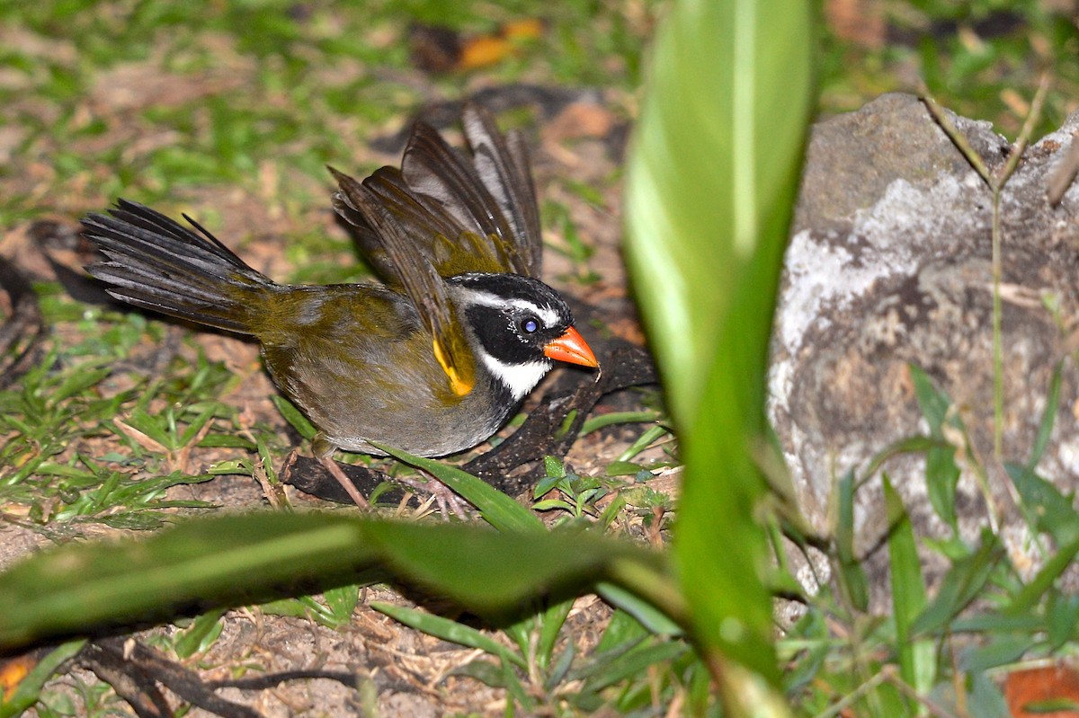 Orange-billed Sparrow - ML142588591