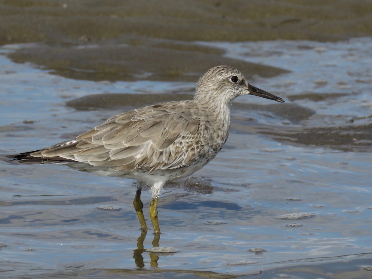 Red Knot - ML142588821