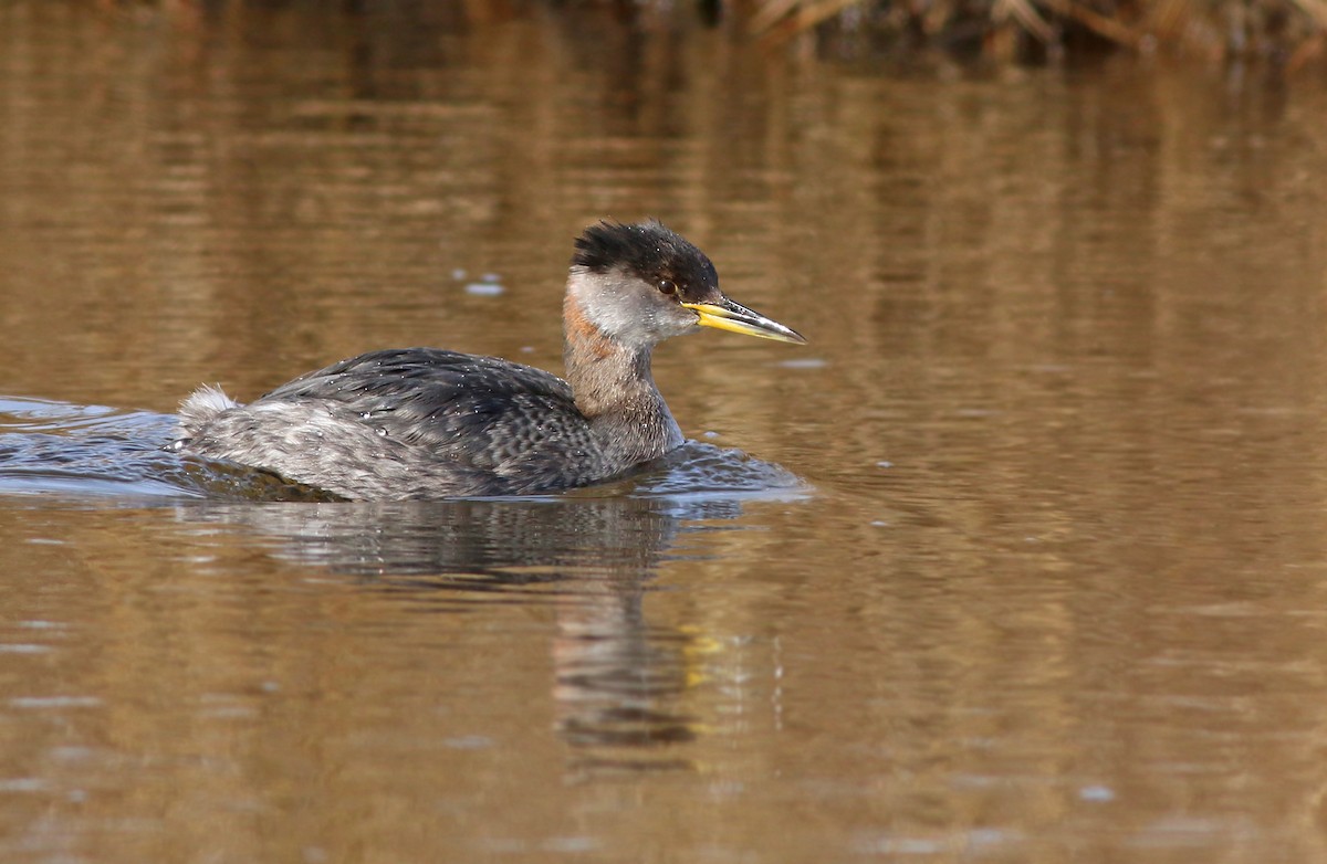 Red-necked Grebe - ML142589101