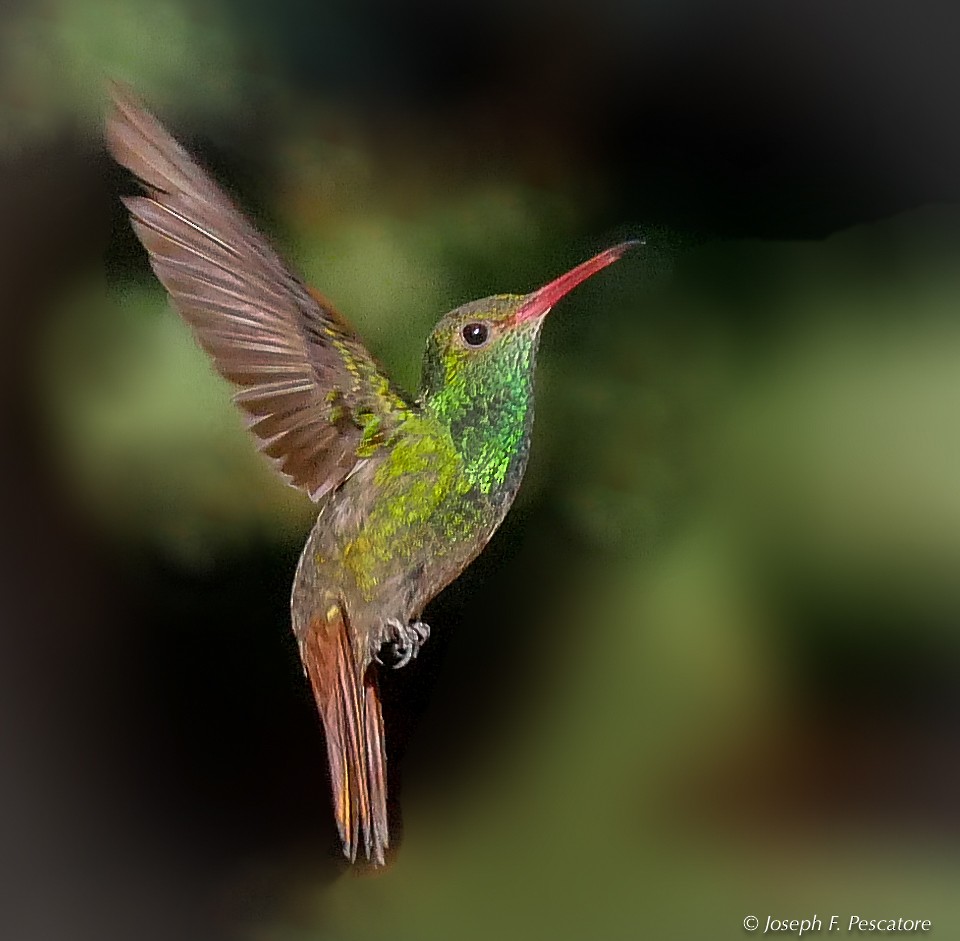 Rufous-tailed Hummingbird - Joseph Pescatore