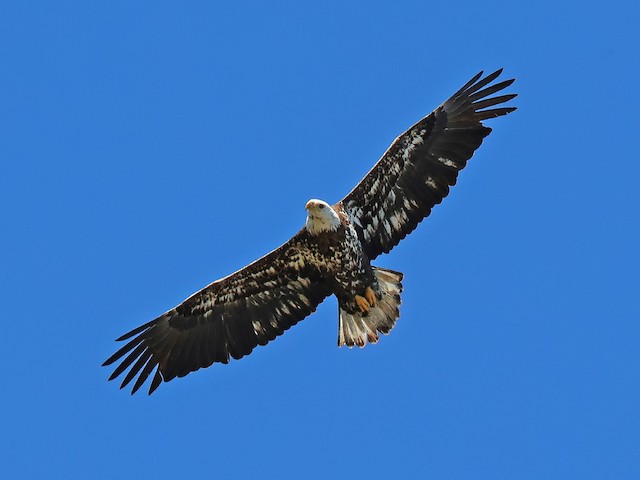 Fourth or fifth basic ventral view (subspecies <em>leucocephalus</em>). - Bald Eagle - 