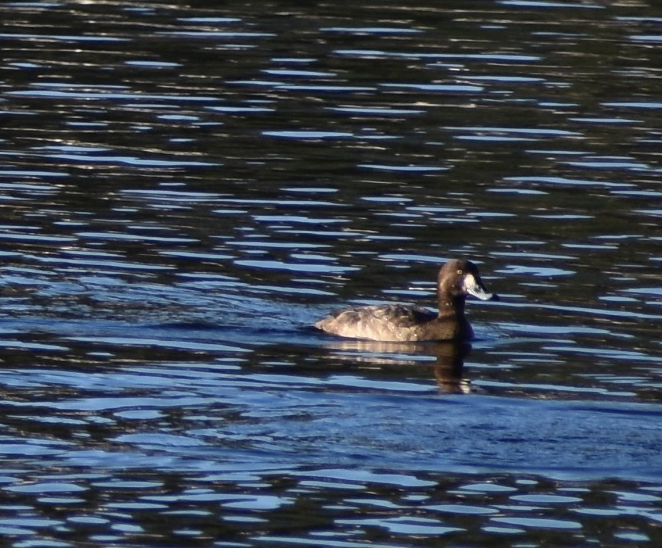 Greater/Lesser Scaup - ML142592071