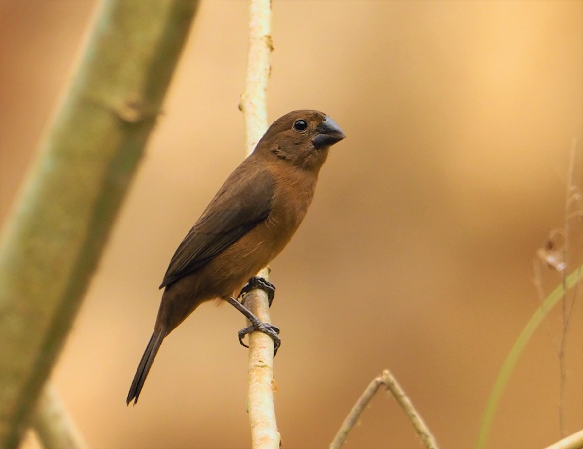 Thick-billed Seed-Finch - ML142595361