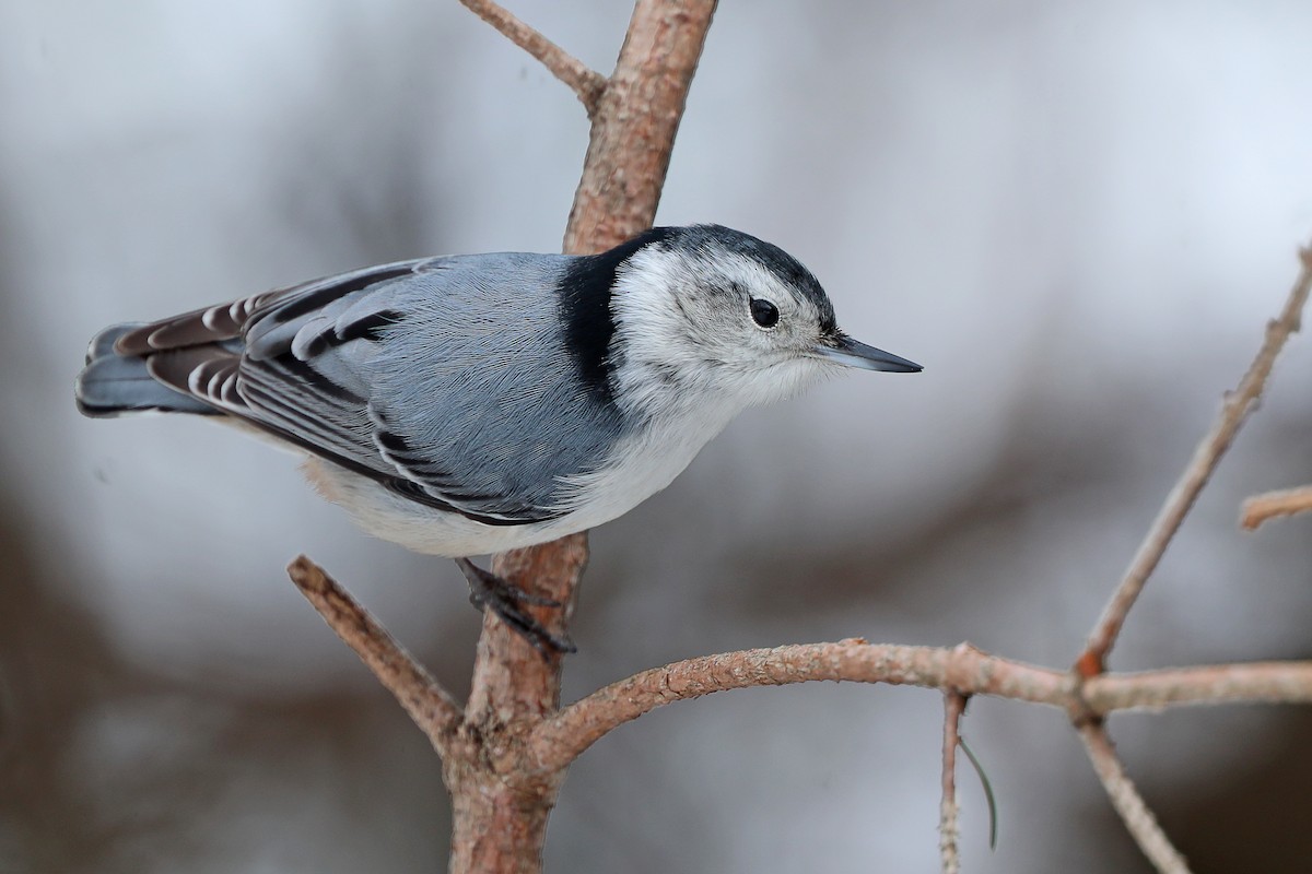 White-breasted Nuthatch - ML142595551