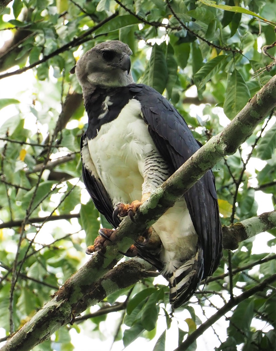 Harpy Eagle - Daniel Aldana | Ornis Birding Expeditions