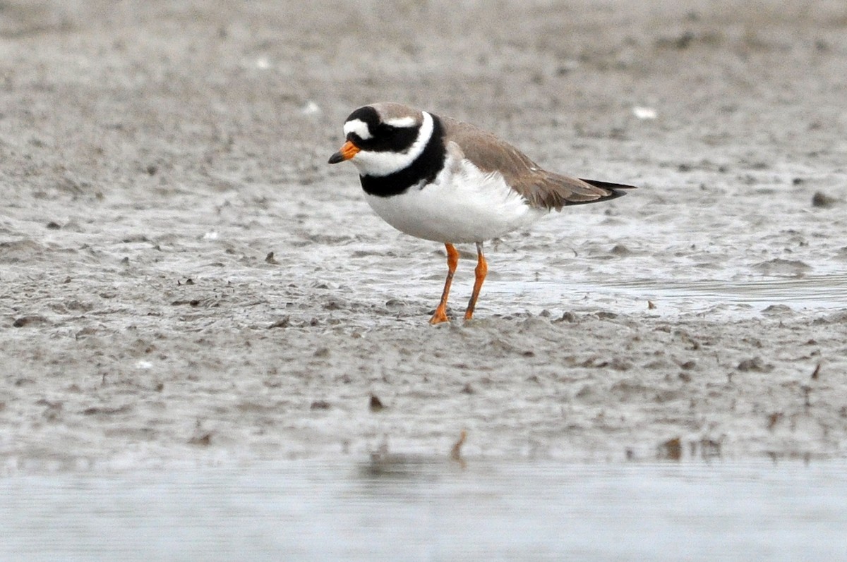 Common Ringed Plover - ML142596391