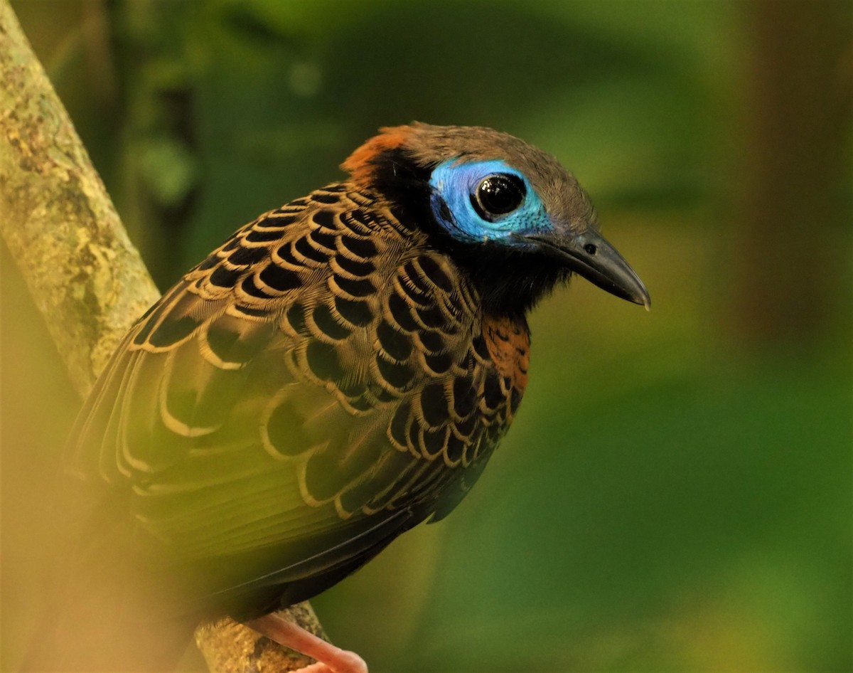 Ocellated Antbird - Daniel Aldana | Ornis Birding Expeditions