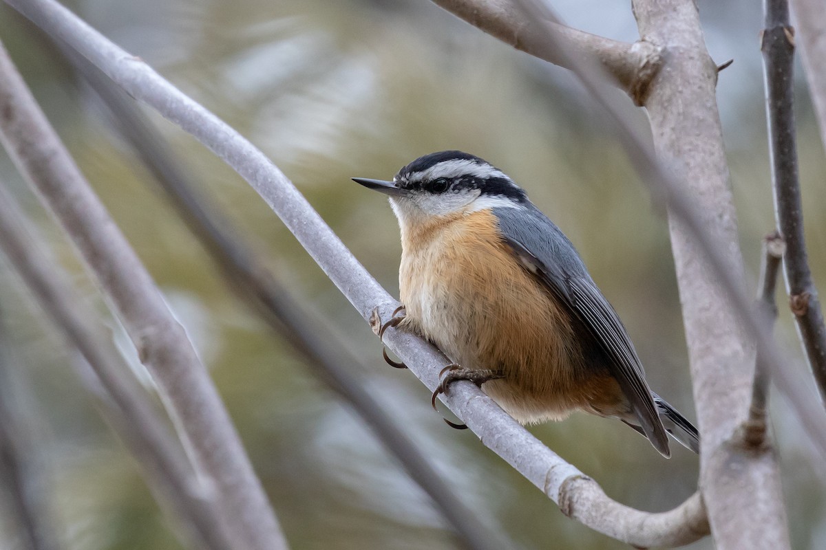 Red-breasted Nuthatch - Bruce Miller
