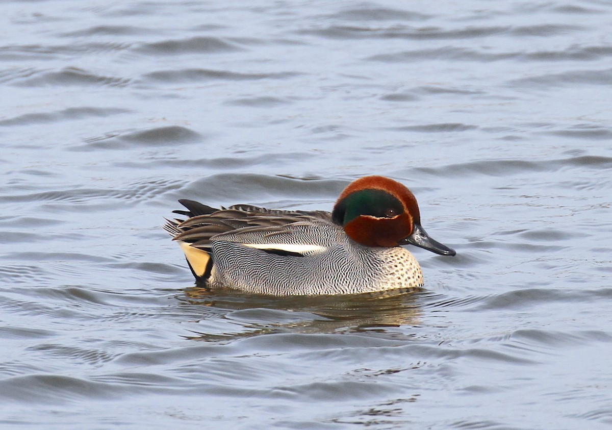 Green-winged Teal - Philip Boyle
