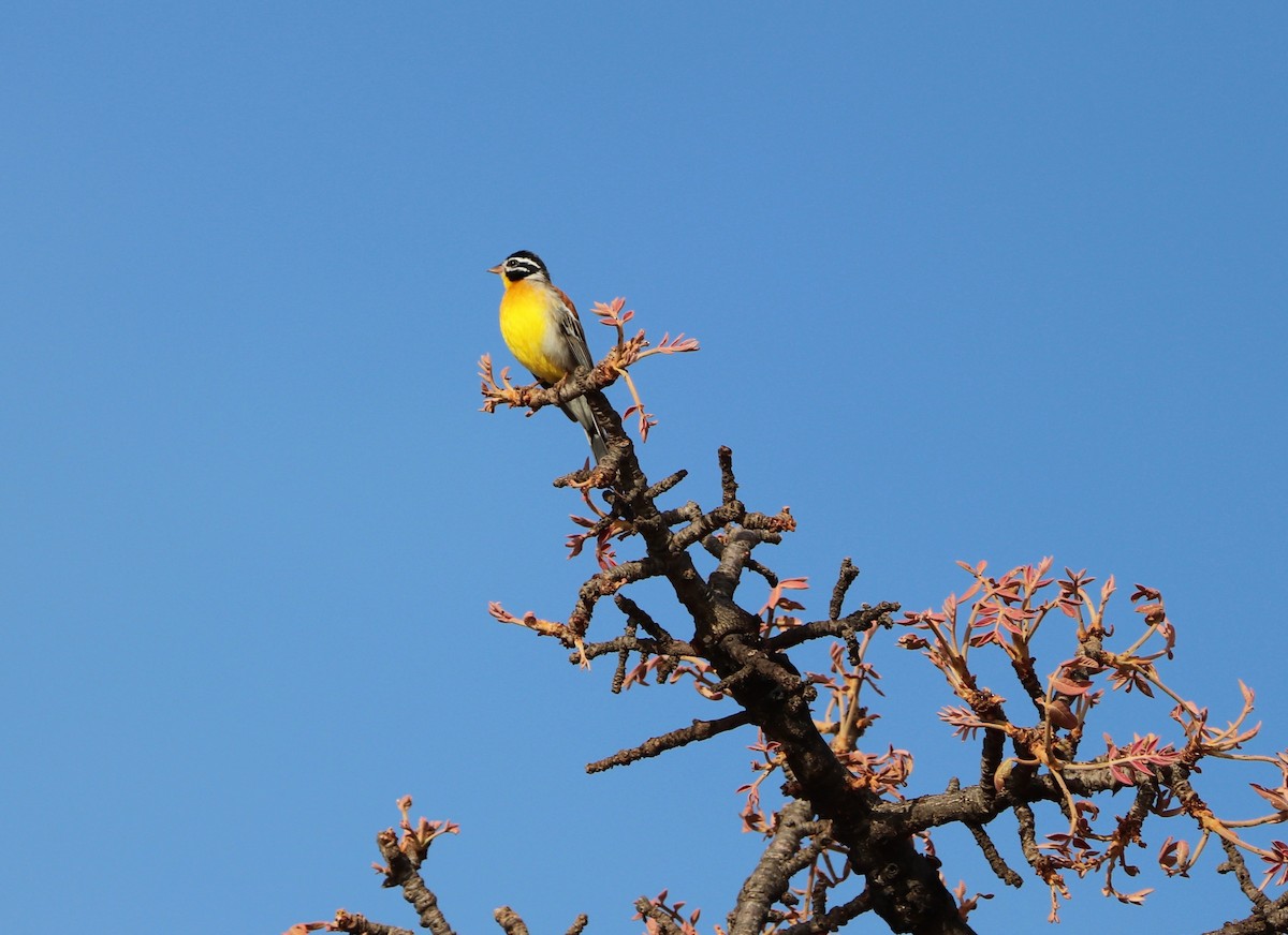 Golden-breasted Bunting - ML142603531