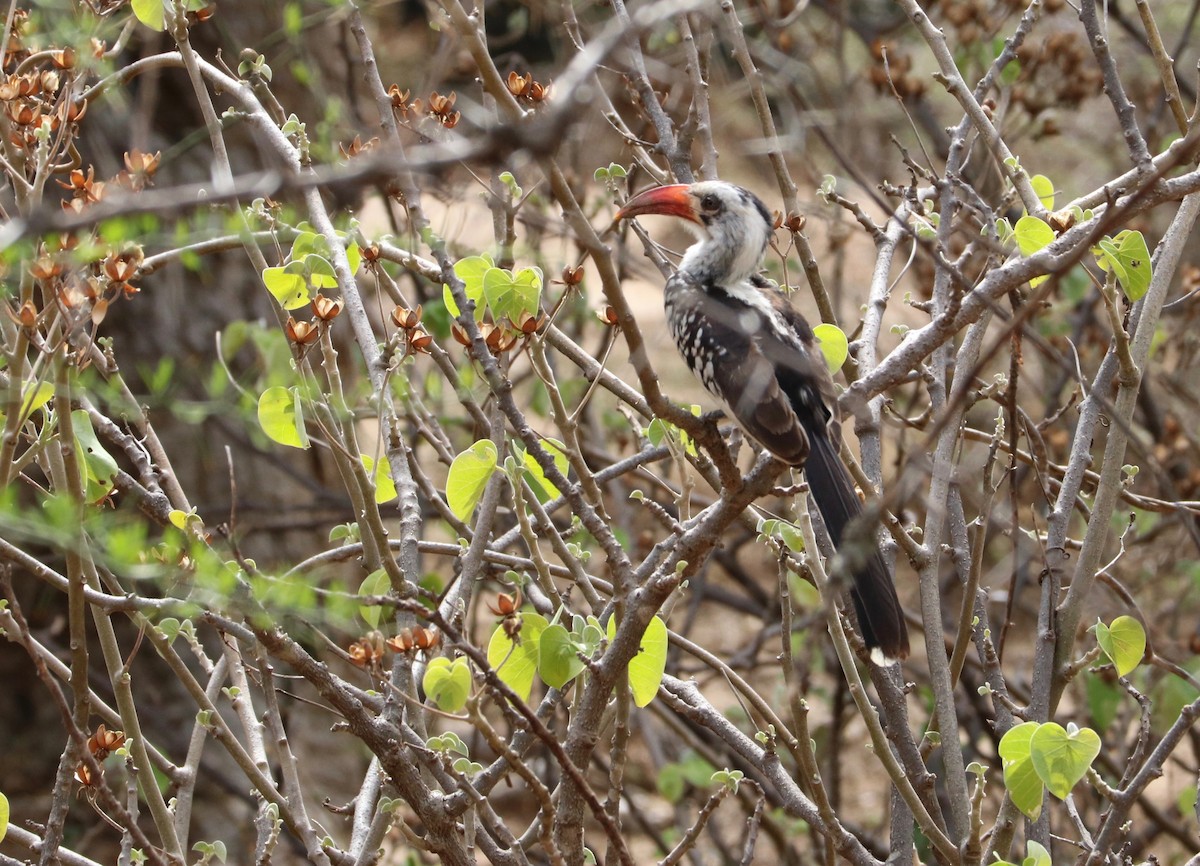 Northern Red-billed Hornbill - David Guarnieri