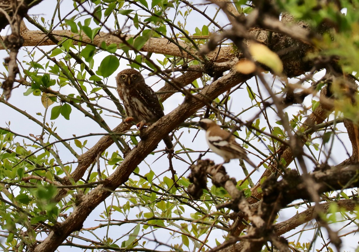 Pearl-spotted Owlet - ML142603831