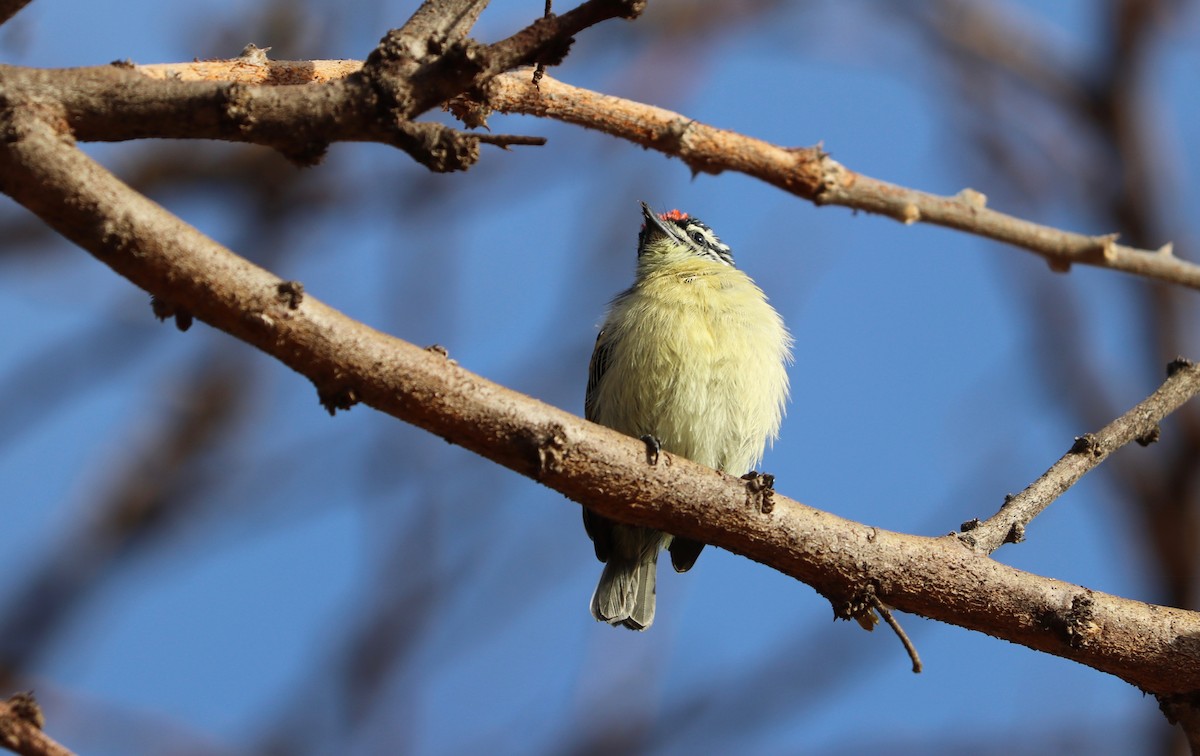 Red-fronted Tinkerbird - ML142603881