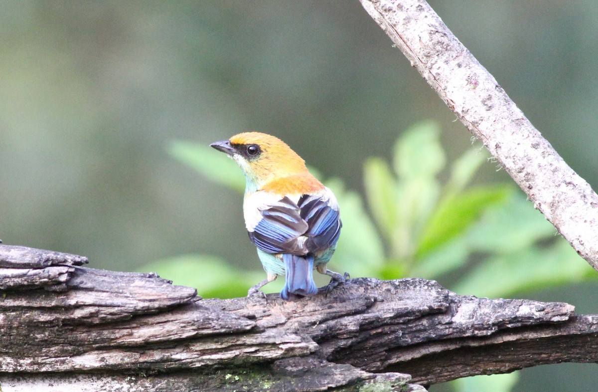 Chestnut-backed Tanager - Anthony Collerton