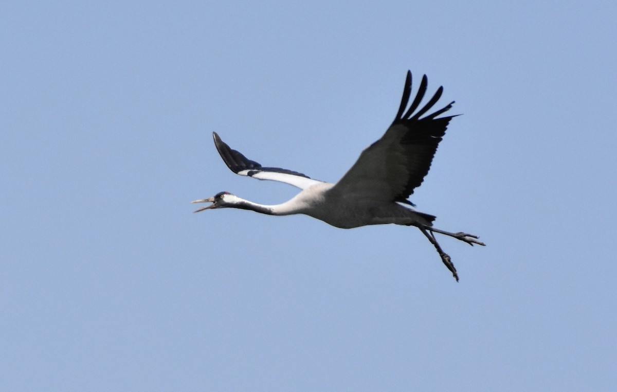 Common Crane - Samish Dhongle