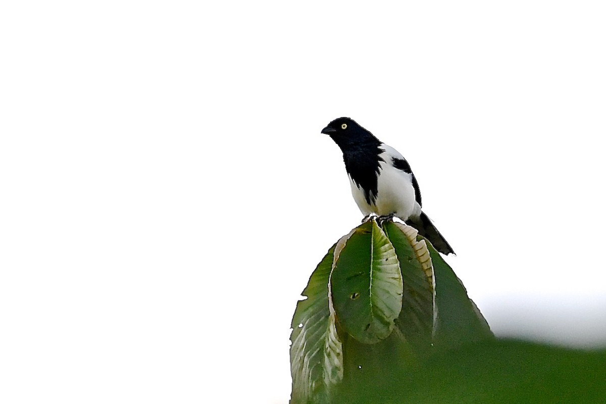 Magpie Tanager - ML142605621