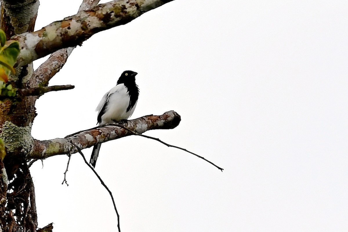 Magpie Tanager - ML142605641