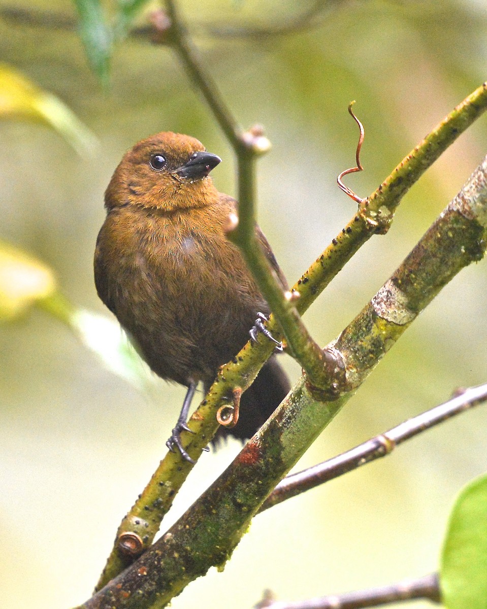 Tawny-crested Tanager - ML142610081