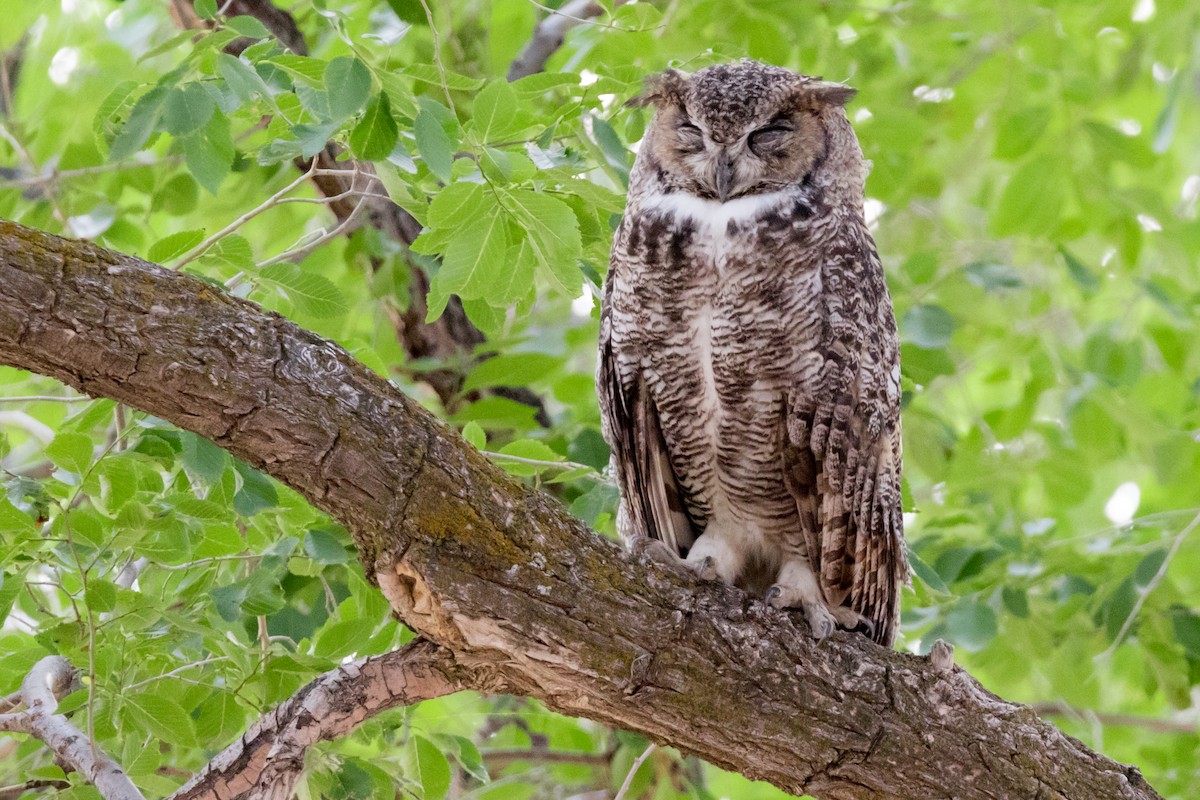 Great Horned Owl - Brad Imhoff