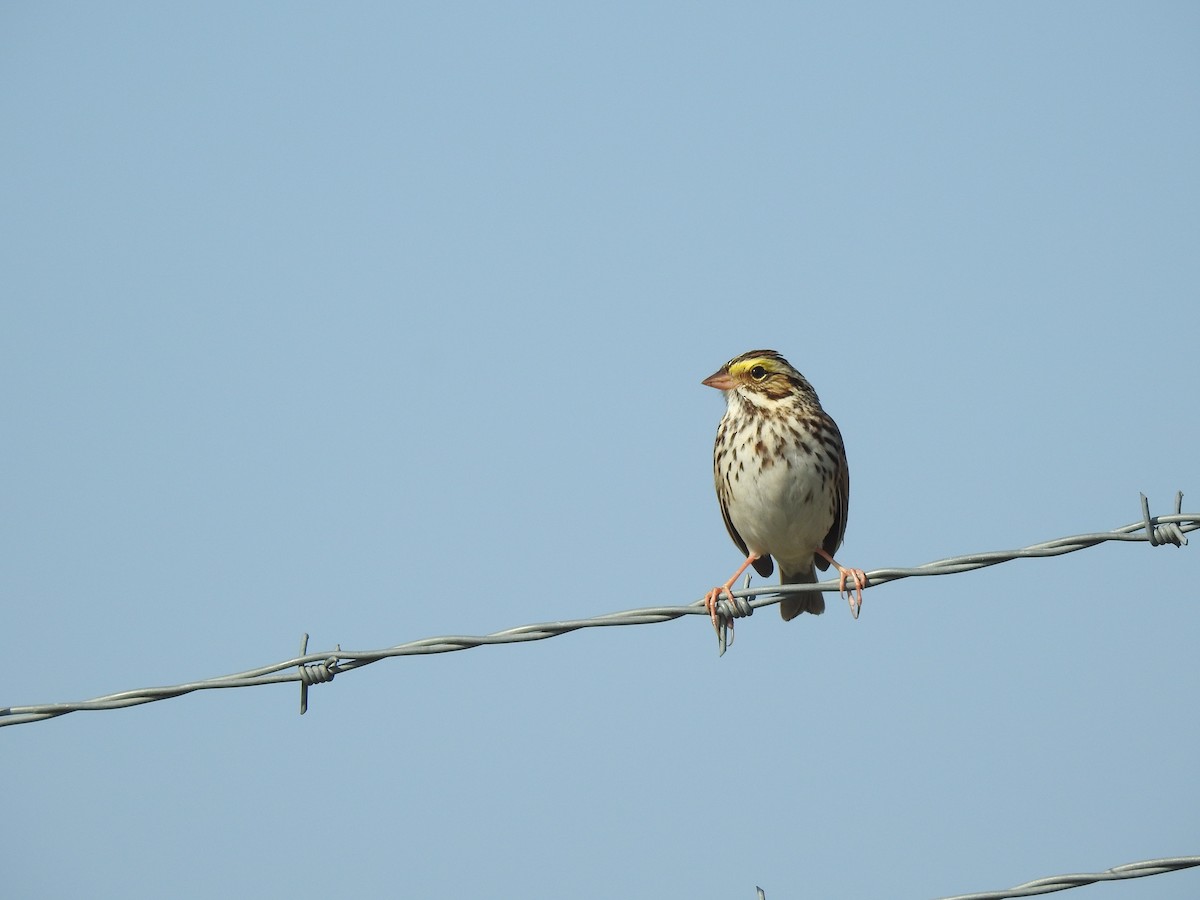 Savannah Sparrow - ML142616231