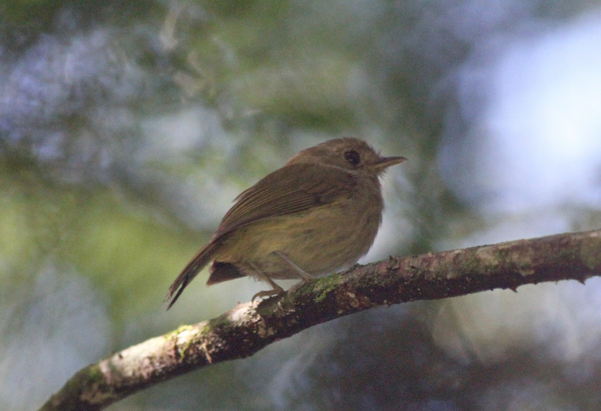 Brown-breasted Pygmy-Tyrant - ML142618171