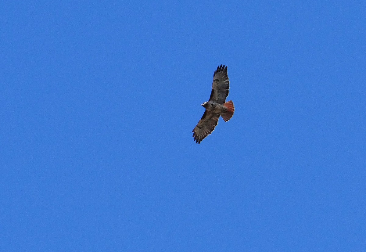 Red-tailed Hawk - ML142618381