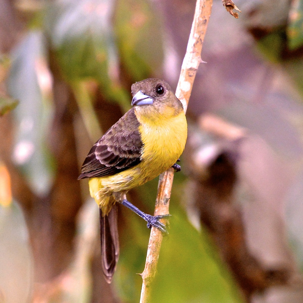 Flame-rumped Tanager (Lemon-rumped) - ML142618961