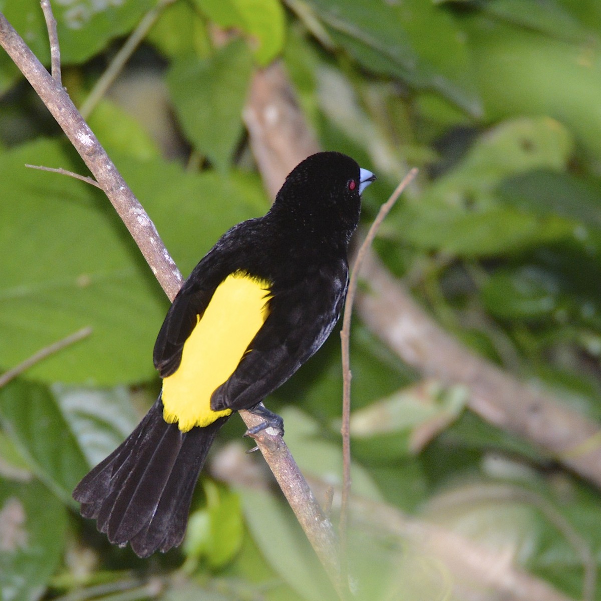 Flame-rumped Tanager (Lemon-rumped) - ML142618971