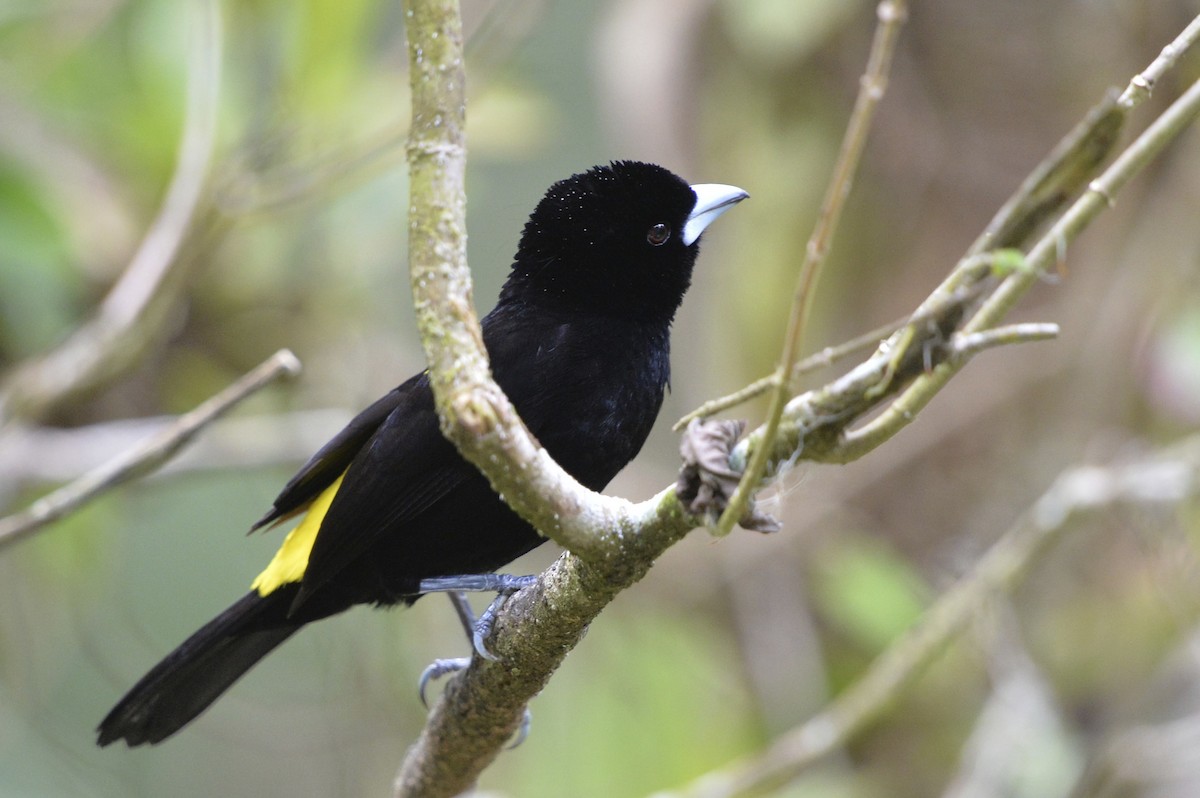 Flame-rumped Tanager (Lemon-rumped) - ML142618981