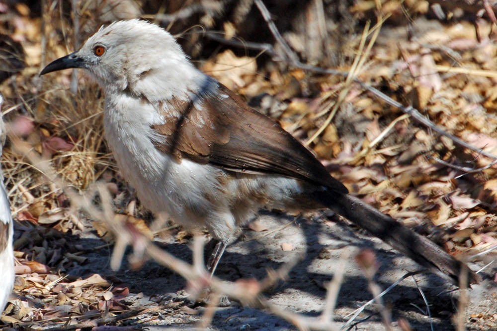 Southern Pied-Babbler - Troy Hibbitts
