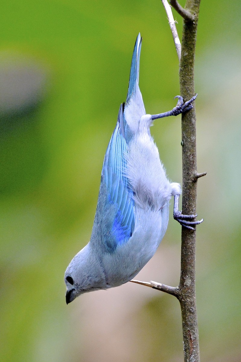 Blue-gray Tanager - ML142623371