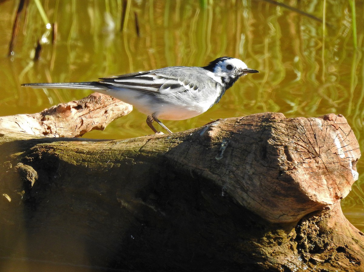 White Wagtail - Brian Carruthers