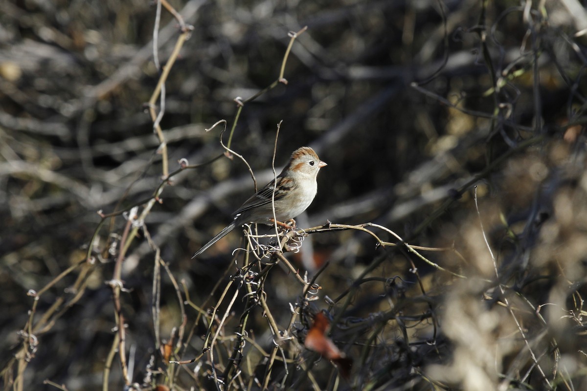 Field Sparrow - ML142625821