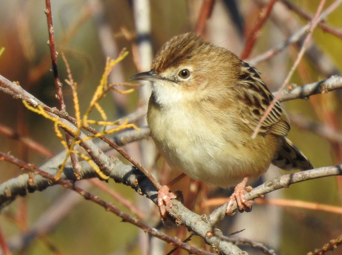 Zitting Cisticola - Brian Carruthers