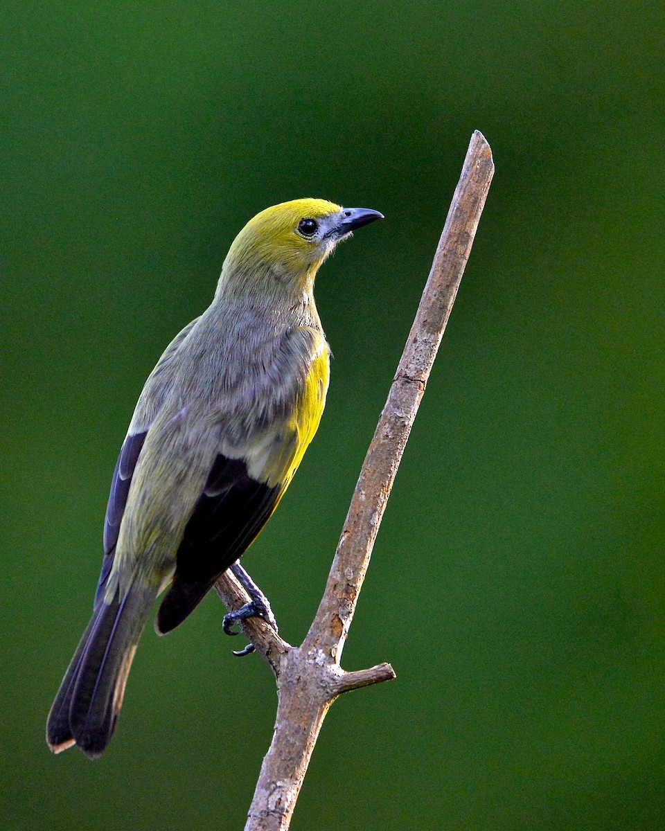 Palm Tanager - ML142627071