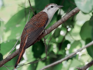  - Banded Bay Cuckoo