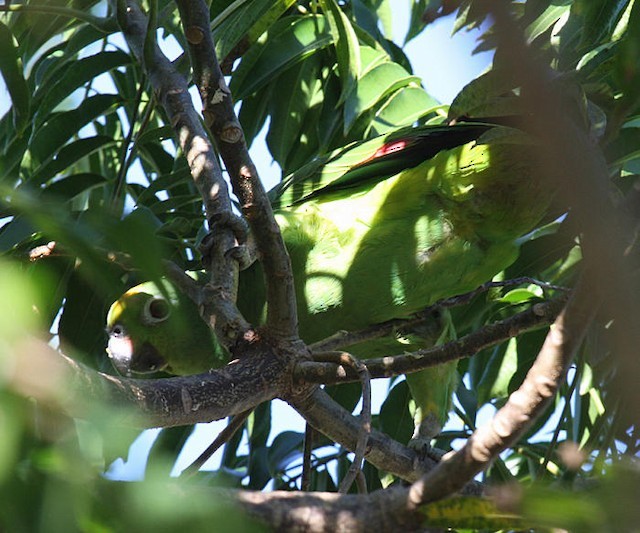 Yellow-crowned Parrot - ML142628361