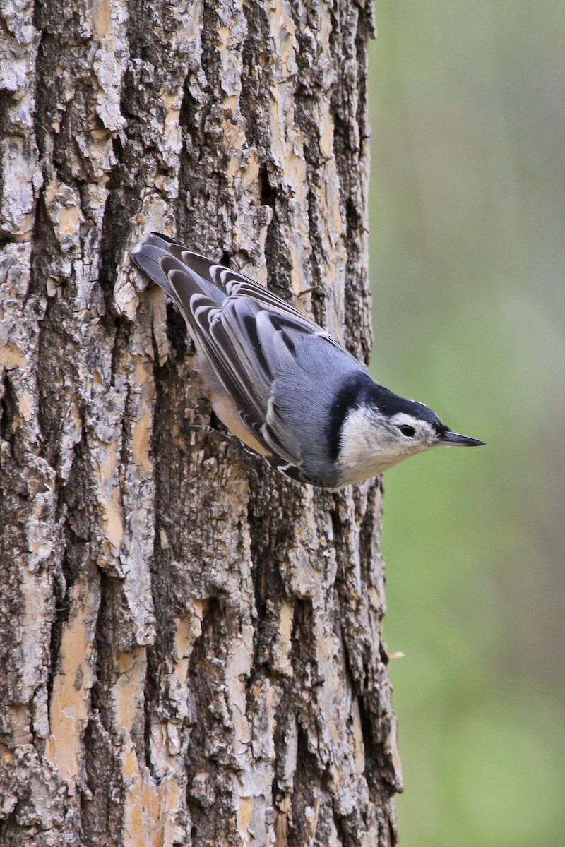 White-breasted Nuthatch - ML142628681