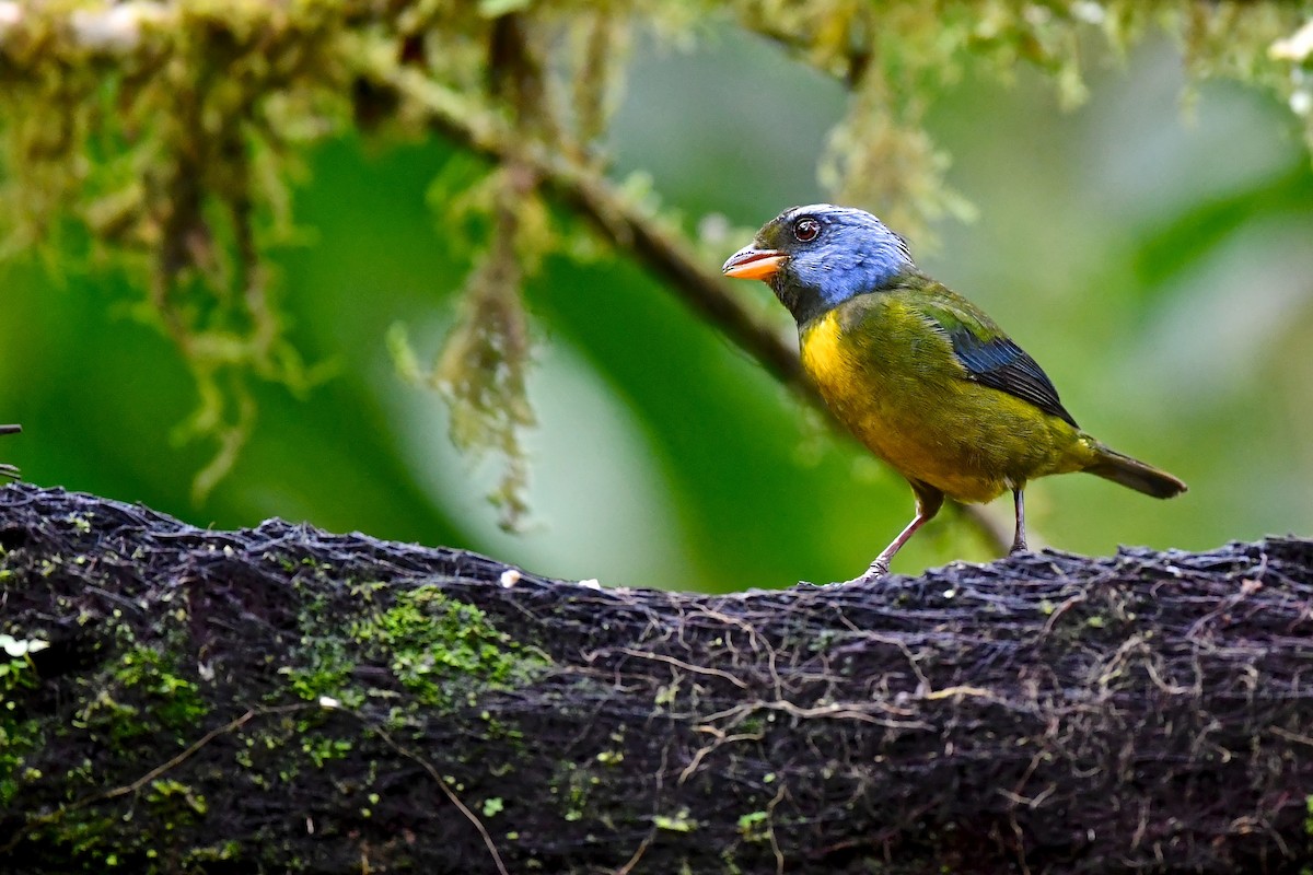 Moss-backed Tanager - ML142630351