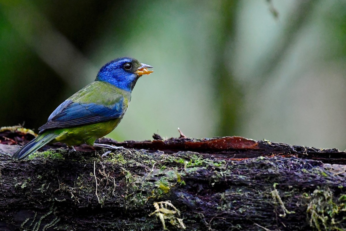 Moss-backed Tanager - ML142630361